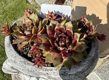 Sempervivum harlequin rouge for sale  Shipping to Ireland