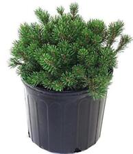 Pinus mugo slowmound for sale  USA