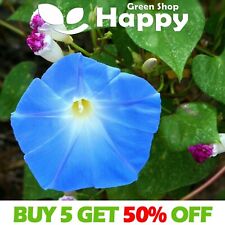 Morning glory heavenly for sale  DONCASTER