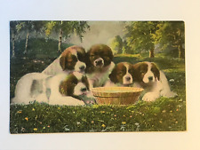 Postcard bernard puppies for sale  Princeton