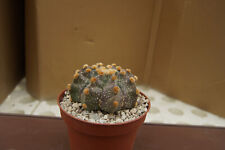 Astrophytum hybr cactus for sale  Shipping to Ireland