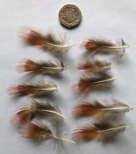 Golden pheasant selected for sale  BATTLE