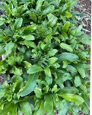 Mexican culantro plants for sale  Largo