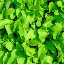 Spinach amazon appx for sale  SOUTHEND-ON-SEA