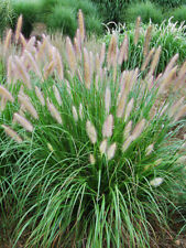 Sementes de grama-tinteiro Pennisetum Alopecuroides, ornamental resistente, tamanho: 20-200 comprar usado  Enviando para Brazil