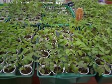 Tomatenpflanzen sorten pflanze gebraucht kaufen  Dargun