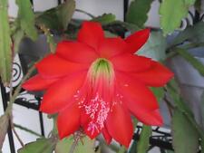 Epiphyllum blattkaktus rote gebraucht kaufen  Deutschland