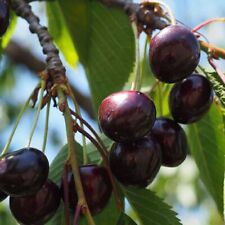 Wiśnia czarna Ukraina drzewo owocowe wiśni 80cm / 140cm na sprzedaż  PL