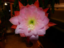 Pied epiphyllum medora d'occasion  Tourcoing