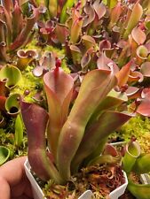 Heliamphora parva pulchella for sale  Rockford