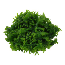 Subwassertang pelia moss for sale  PLYMOUTH