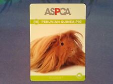 Peruvian guinea pig for sale  Saint Louis
