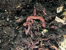 Red wiggler compost for sale  Westbury