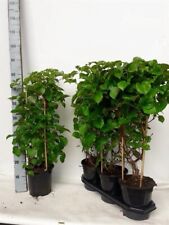 Hydrangea petiolaris climbing for sale  DUDLEY
