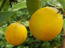 Citrus meyeri greffé d'occasion  Mont-près-Chambord