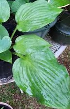 HOSTA EMPRESS WU LARGE GREEN SHADE PERENNIAL PLANT DIVISION  for sale  Shipping to South Africa