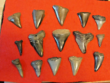 Lot fossilized shark for sale  Myrtle Beach