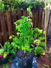 Trident maple bonsai for sale  Bonita Springs