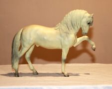 andalusian stallion for sale  Raymore