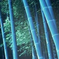 25 rari Semi di Bambù BLUE Gigante,Bamboo Phyllostachys Heterocycla,Bambusa , usado comprar usado  Enviando para Brazil
