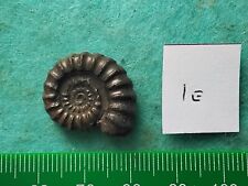 Pyrite ammonite 22mm for sale  WEST BROMWICH