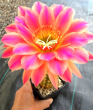 Cacti cactus echinopsis for sale  Shipping to Ireland