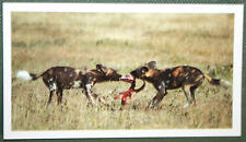 African hunting dog for sale  DERBY