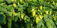 Goldings hop root for sale  ABERDARE
