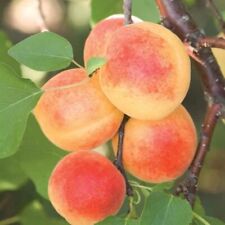 Sugar pearls apricot for sale  USA