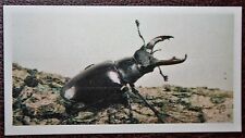 Stag beetle colour for sale  Shipping to Ireland