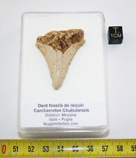 Rare dent fossile d'occasion  Pégomas