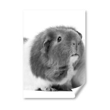 Adorable guinea pigs for sale  SELBY