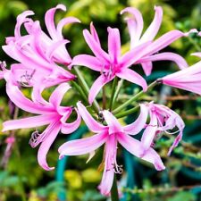 Pink nerine bowdenii for sale  LEICESTER