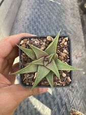 Haworthia Limifolia cv Jade Star, Cactus, Succulent for sale  Shipping to South Africa