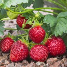 Rainier strawberry plants. for sale  Arco