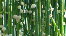 Rhipsalis baccifera      15 seeds for sale  Shipping to South Africa