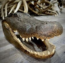 Large taxidermy alligator for sale  Laramie