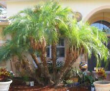 Robellini palm tree for sale  Palm Coast