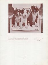 STAFFORDSHIRE BULL TERRIER PUPPY GROUP OLD VINTAGE 1934 NAMED DOG PRINT  usato  Spedire a Italy