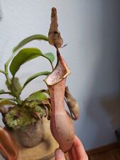 Nepenthes epiphytica gebraucht kaufen  Connewitz