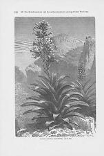 Aechmea Paniculata Bromelioideae Bromelien Wood Engraving From 1898 Botany, used for sale  Shipping to South Africa