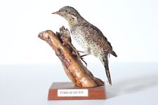 Taxidermy - Eurasian Wryneck (Jynx torquilla) with permit - not CITES, used for sale  Shipping to South Africa