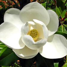 Magnolia grandiflora victoria d'occasion  Pouzauges
