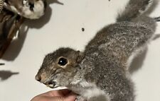 Climbing grey squirrel for sale  New York