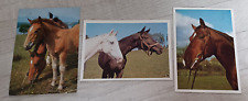 Postkarten pferde motiven gebraucht kaufen  Wohratal