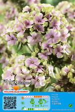 Phlox paniculata flammenblume gebraucht kaufen  Erfurt