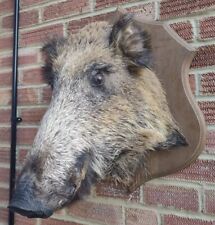 Large taxidermy boar for sale  HASTINGS