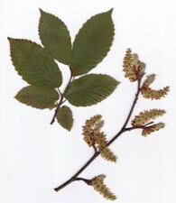 Herbarium laubbäume wechselst gebraucht kaufen  Giengen an der Brenz