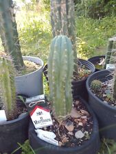 Echinopsis cactus cactus for sale  Coats