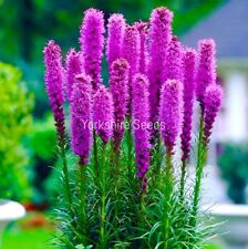 Gayfeather pink lavender for sale  DEWSBURY